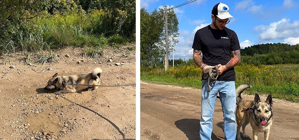 Supporting Animal Shelters